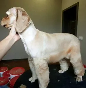 Стрижка кокер-спаниеля Чарли