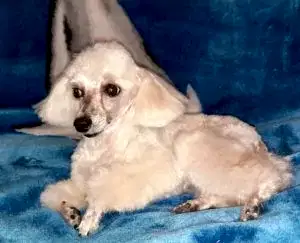 Стрижка пуделя Фунтика