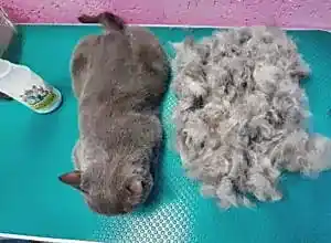 Экспресс-линька кота Феди