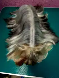 Стрижка йорка Тори