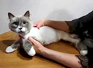Стрижка котика Кокоса