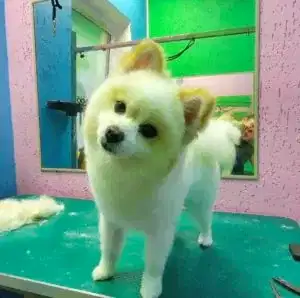 Комплексная стрижка шпица