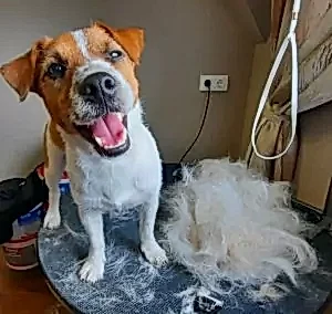 Тримминг джек-рассела Джека