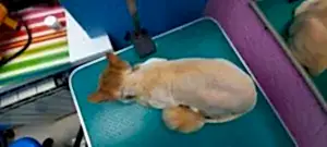 Стрижка кота Рони