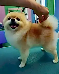 Гигиеническая стрижка для шпица