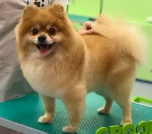 Стрижка шпица по породе