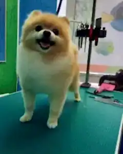 Стрижка шпица Гуччи