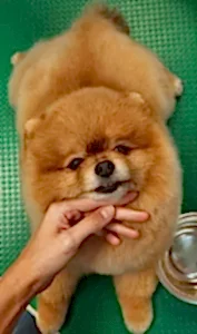 Пет-стрижка шпица «Медвежонок»