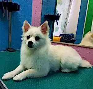 Комплексный уход за шпицем