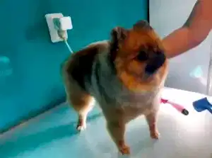 Стрижка шпица Степана