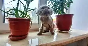 Стрижка кошки Василисы