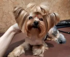 Стрижка йоркширского терьера Эльза
