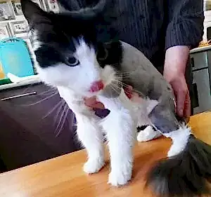 Стрижка кота Кузьмы