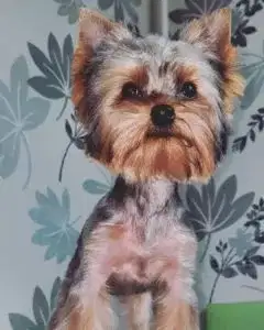 Стрижка йорка Гуффи