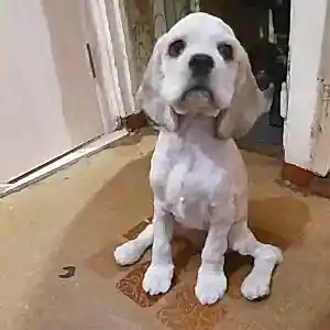 Стрижка спаниеля Ники