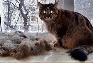 Экспресс-линька кота