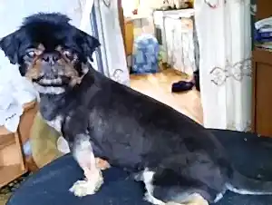 Стрижка и удаление колтунов полу-пекинеса Ричарда