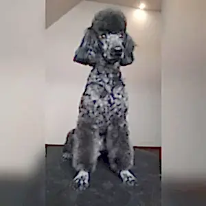 Стрижка пуделя Марка