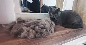 Экспресс-линька кошки Плюши