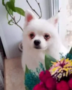 Стрижка шпица Снежика