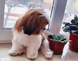 Стрижка ши-тцу Томаса