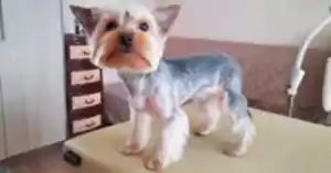 Стрижка йорширского терьера Сёмы