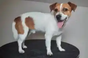 Тримминг рассел-терьера Джека