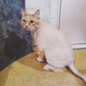 Стрижка кота Кузи