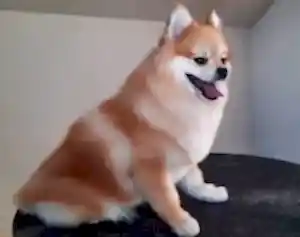 Стрижка шпица Персика