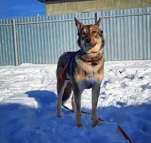 Передержка немецкой овчарки Марты