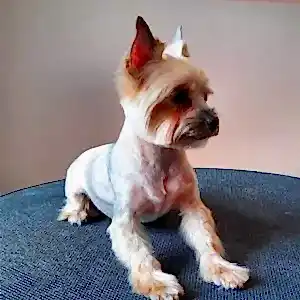 Стрижка йорка Эли