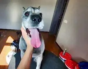 Стрижка цвергшнауцера Чингисхана