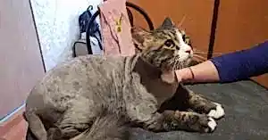 Стрижка кота Кокоса