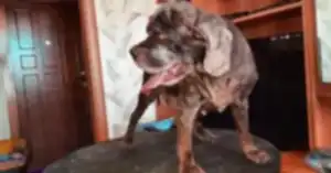 Стрижка кокер спаниеля Жули