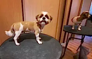 Стрижка ши тцу Томаса