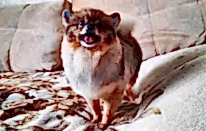 Стрижка шпица Пуха