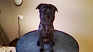 Стрижка грифона Арнольда