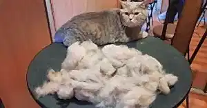 Экспресс линька кота Тоши