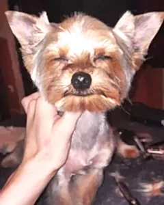 Стрижка йорка Гуфи