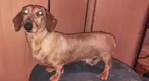 Тримминг таксы Ларса