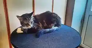 Экспресс линька мейнкуна Гарри