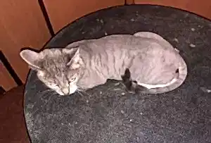 Стрижка кошки Майи