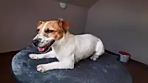 Тримминг Джека