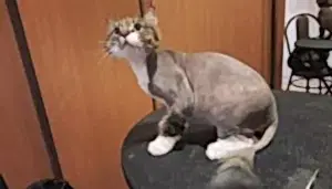 Стрижка кошки Мии