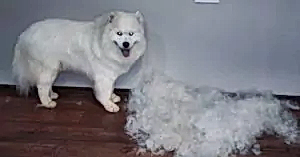 Экспресс-линька самоеда Уильяма