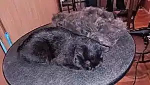 Экспресс линька кошки Маши