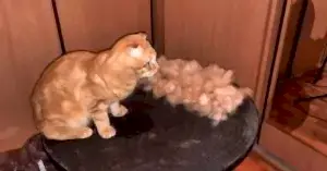 Стрижка кота Сёмы