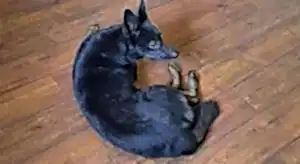 Экспресс - линька Вена