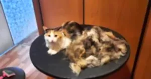 Экспресс-линька кота Пуша