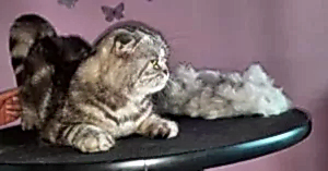 Экспресс линька кота Фили